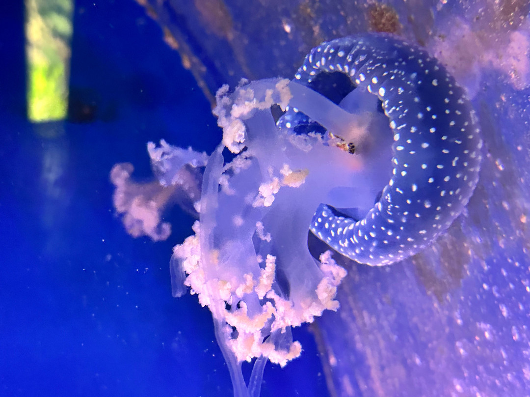 丹麦国家水族馆-哥本哈根必去景点