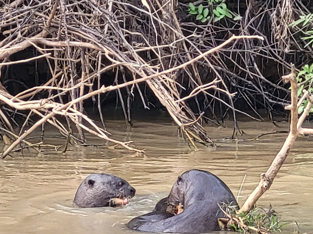 Pantanal Jaguar Safaris-Chapada dos Guimaraes必去景点