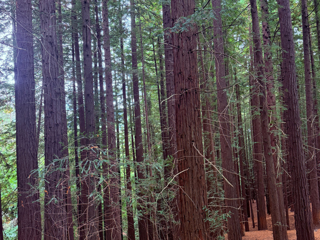 Natural Monument of the Sequoias of Monte Cabezón-Cabezon de la Sal必去景点