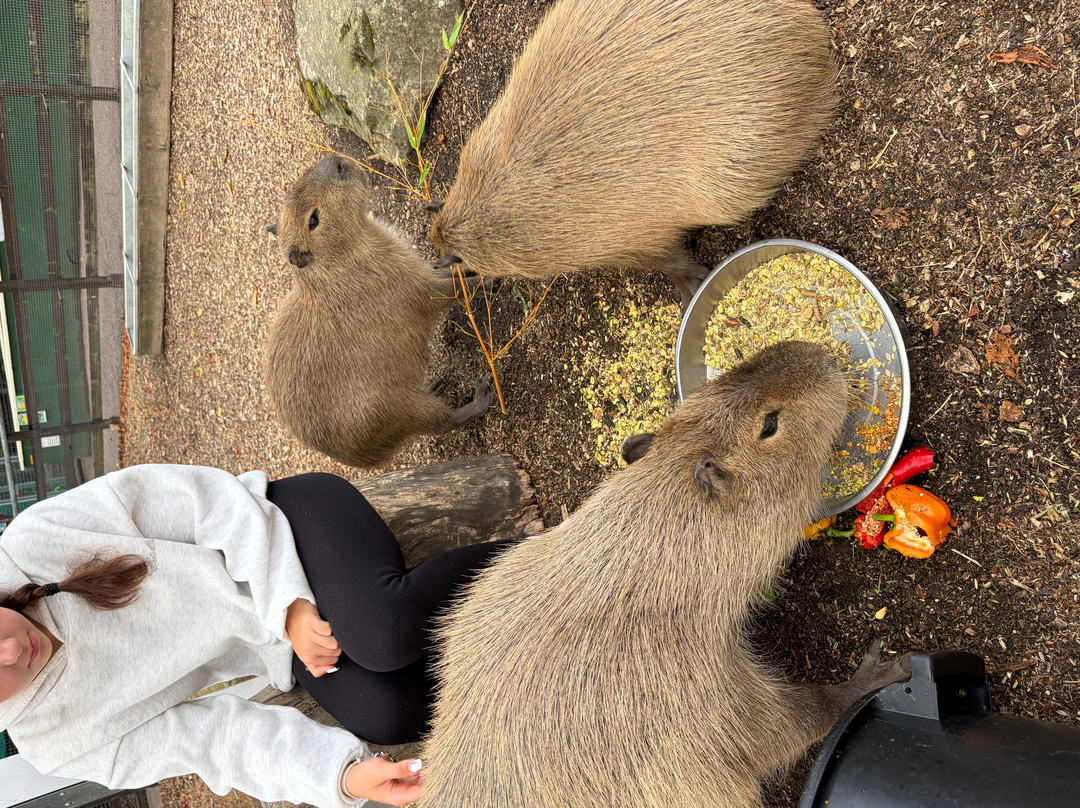 Shepreth Wildlife Park-Shepreth必去景点