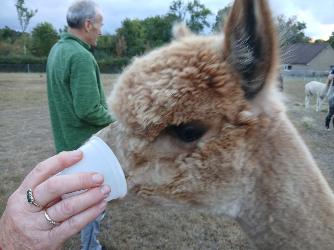 Reservoir Alpacas-Chard必去景点
