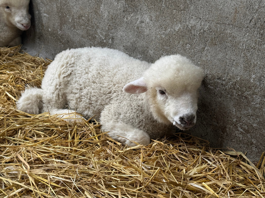 Hold A Baby Lamb-Glanfahan必去景点
