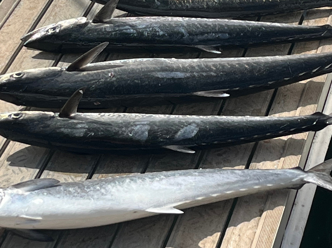 Canaveral Kings Sport Fishing Charters-卡纳维拉尔港必去景点