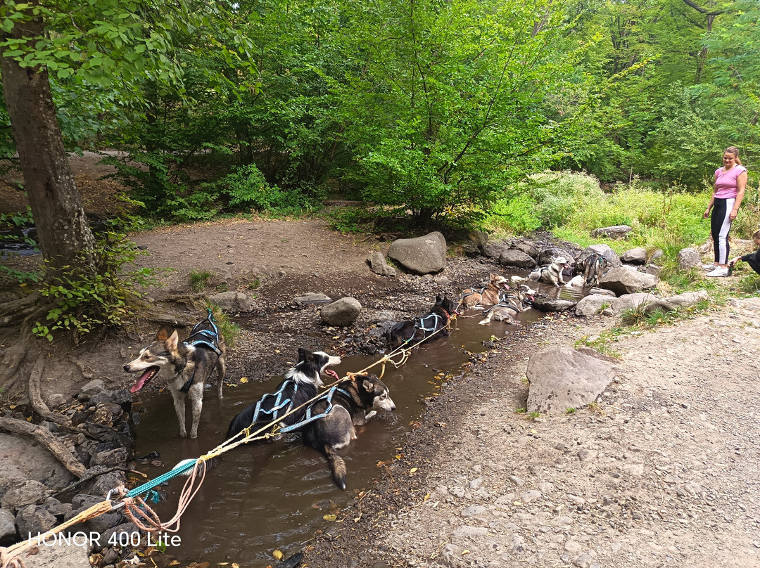 Dog sled tour  Mátrafüred-马特劳菲赖德必去景点