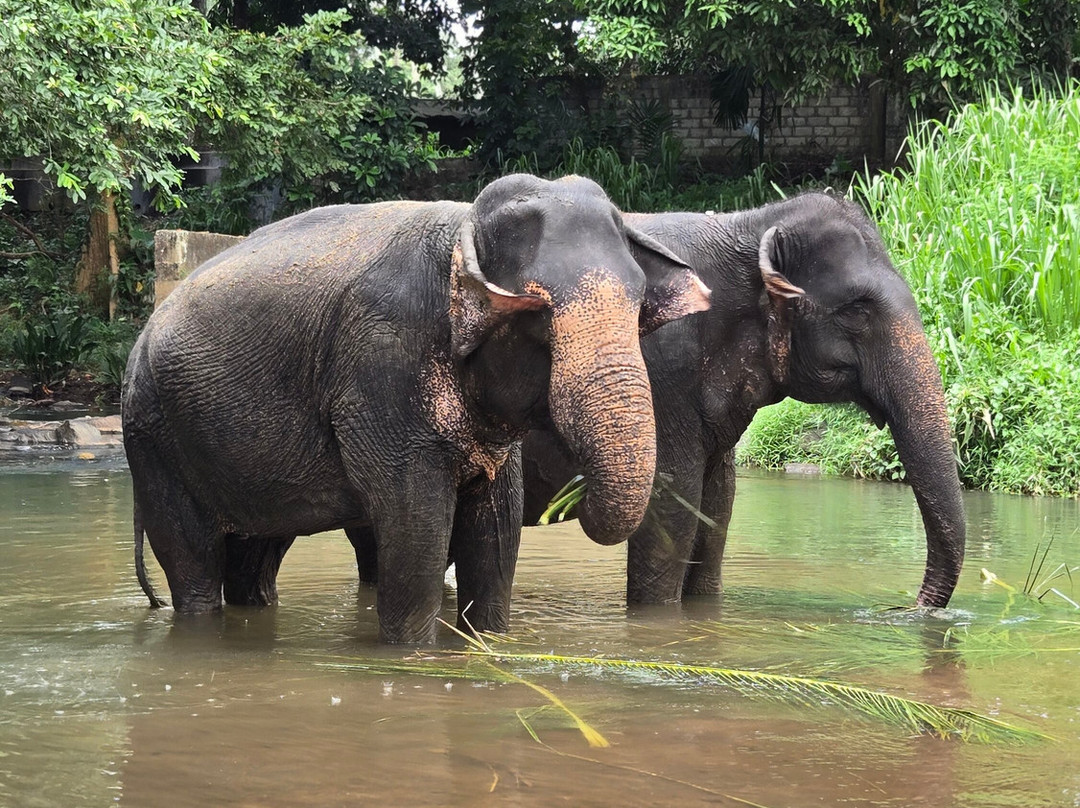 Elephant Freedom Project-凯格勒 必去景点