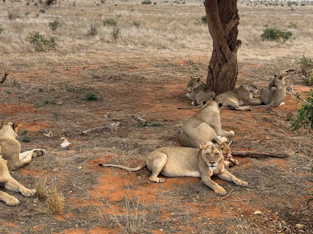 Safari In Kenya Con Samba-瓦塔木必去景点