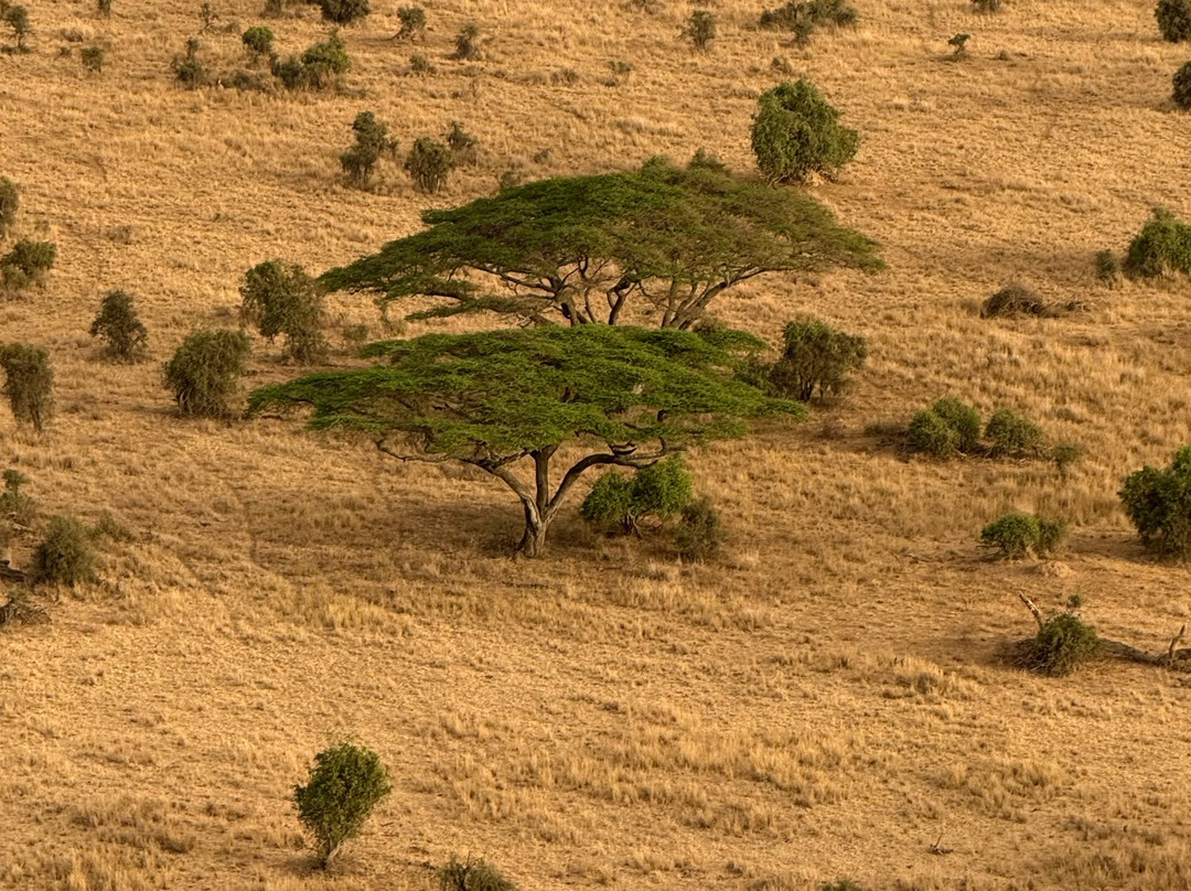Kilimanjaro Balloon Safaris-安博塞利国家公园必去景点