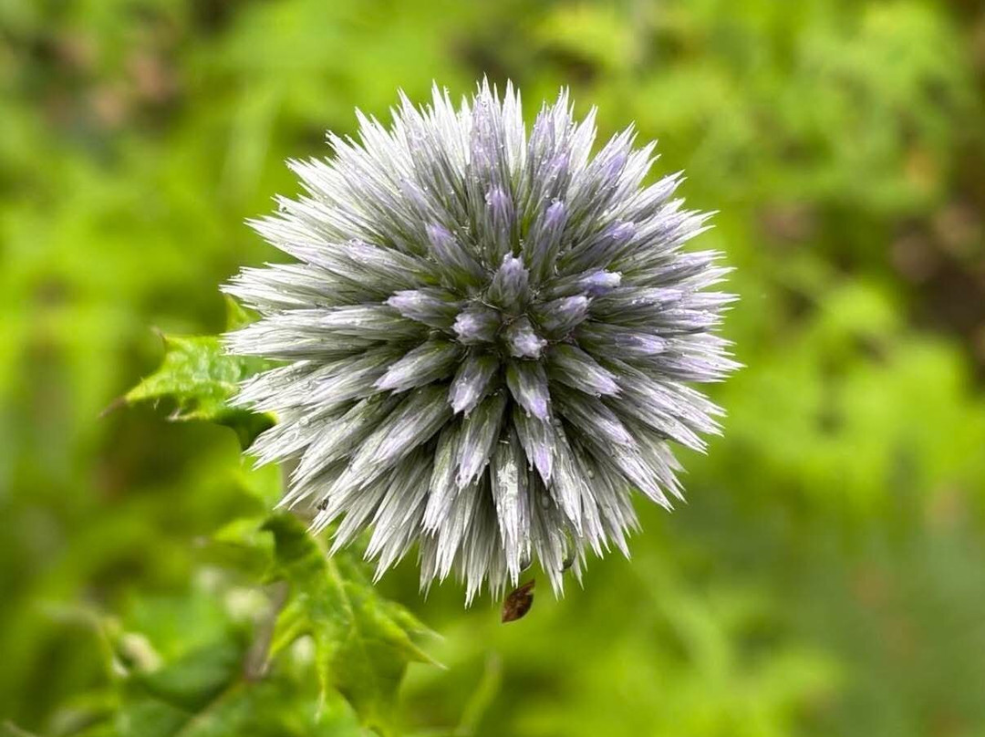 Explorers' Garden at Pitlochry Theatre-皮特洛赫里必去景点