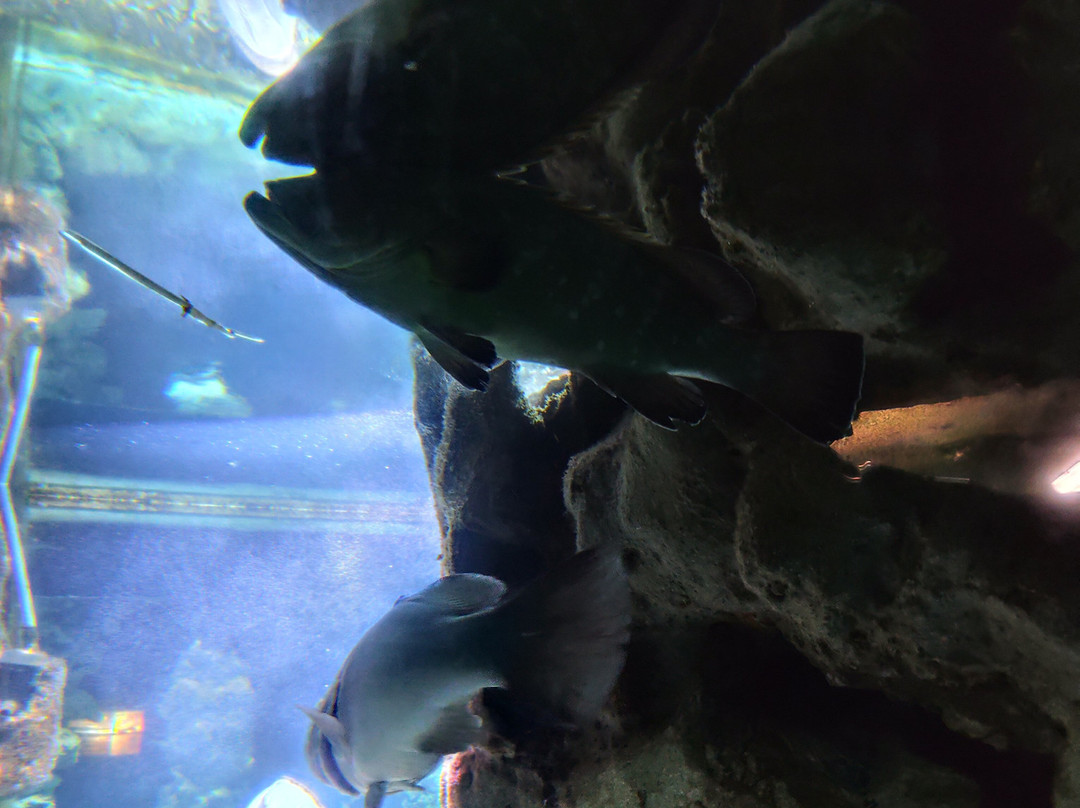Aquarium of Rhodes - Hydrobiological Station-罗德城必去景点
