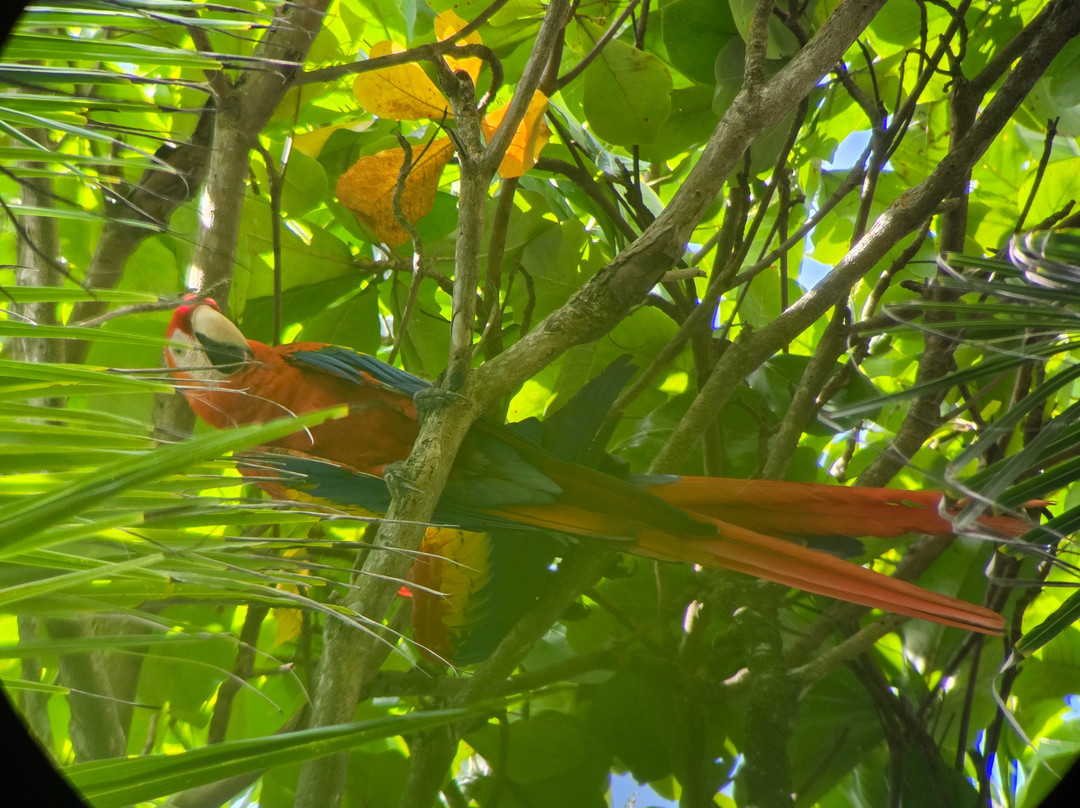 Corcovado Hiking Tours-希门尼斯港必去景点