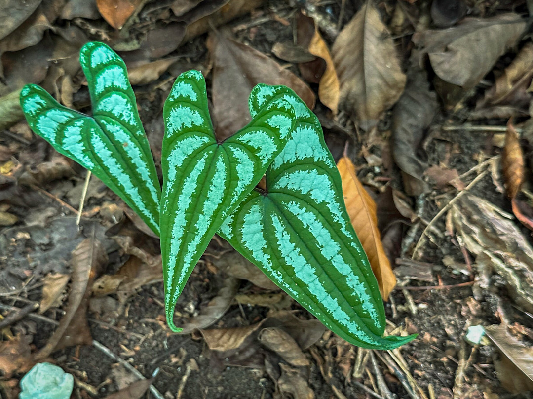 Werner Sauter Biological Reserve-萨玛拉滩必去景点