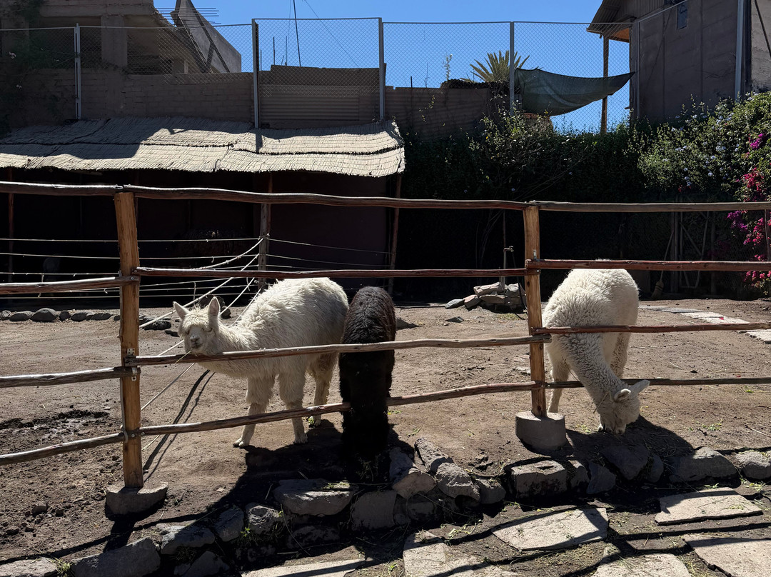 Mundo Alpaca Arequipa-阿雷基帕必去景点