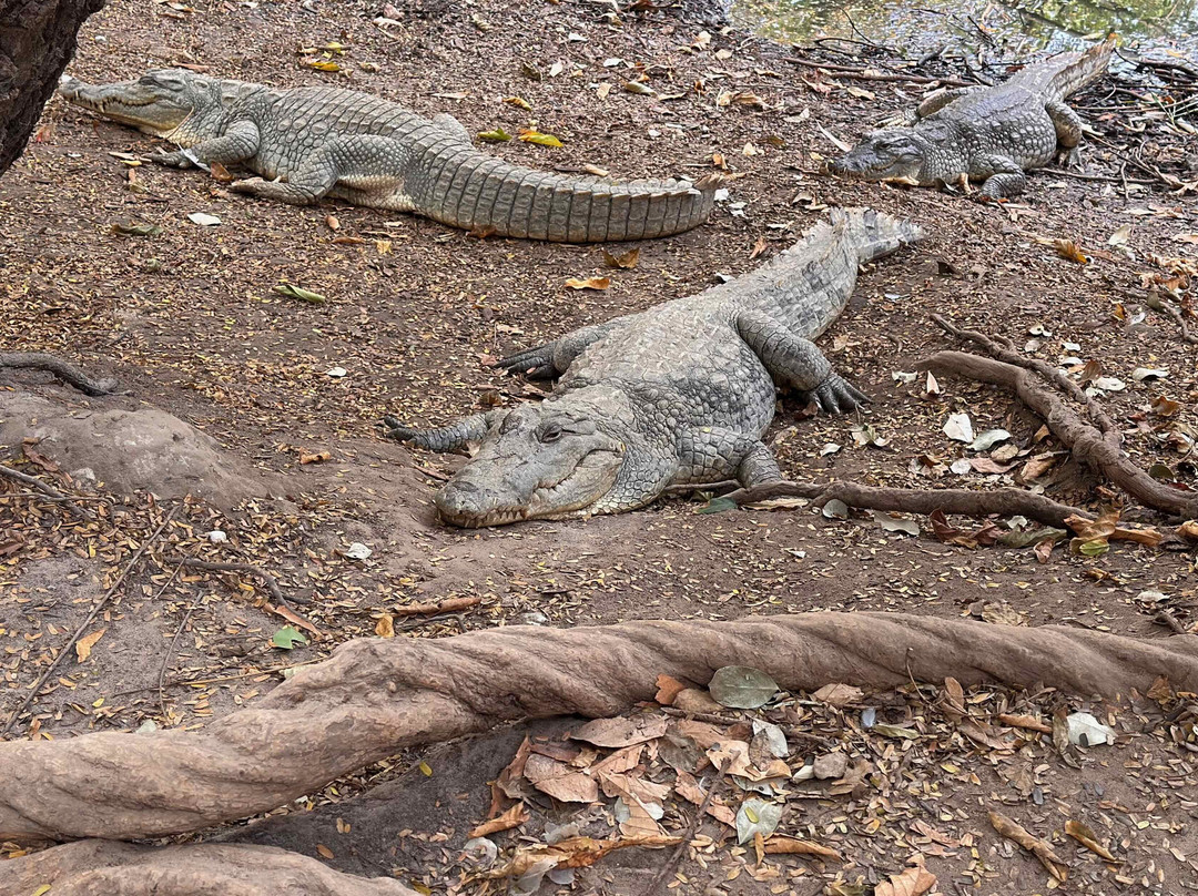 Kachikally Crocodile Pool-Bakau必去景点