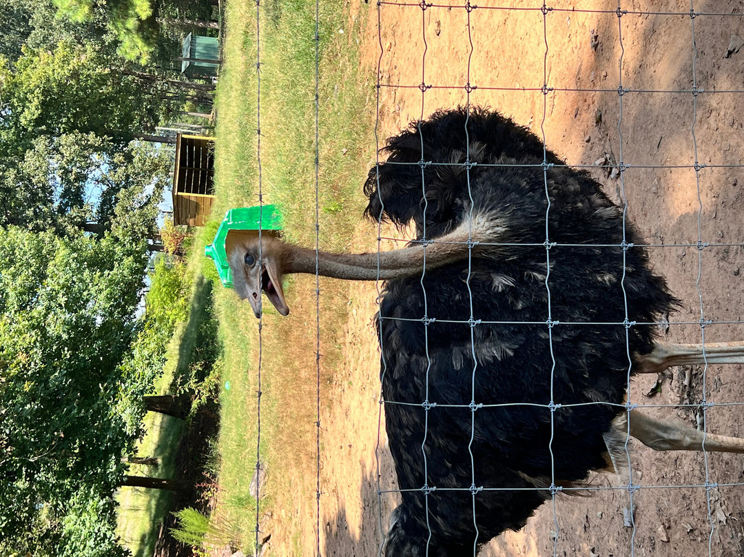 Chestatee Wildlife Preserve & Zoo-达洛尼加必去景点