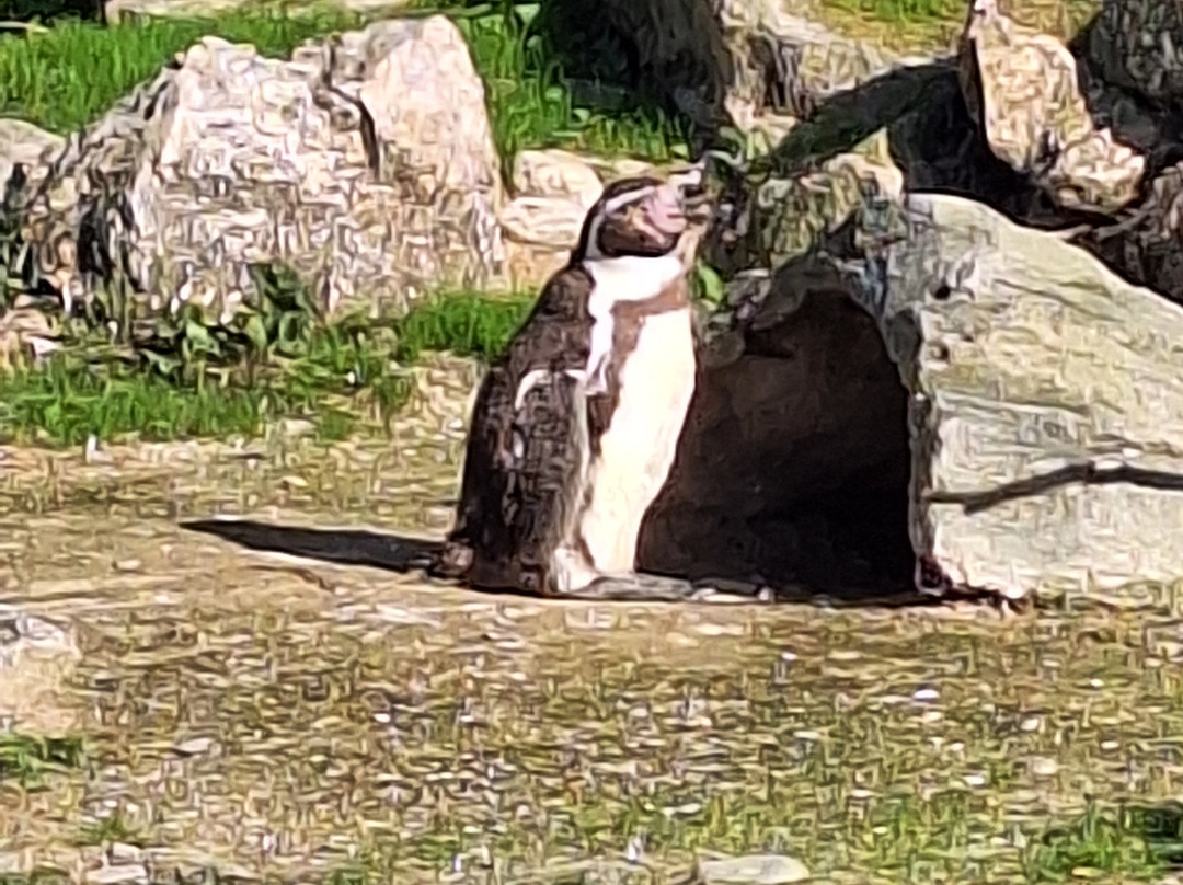 Newquay Zoo-纽奎必去景点