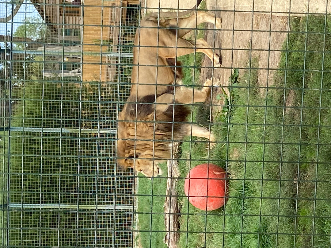 The Big Cat Sanctuary-Smarden必去景点