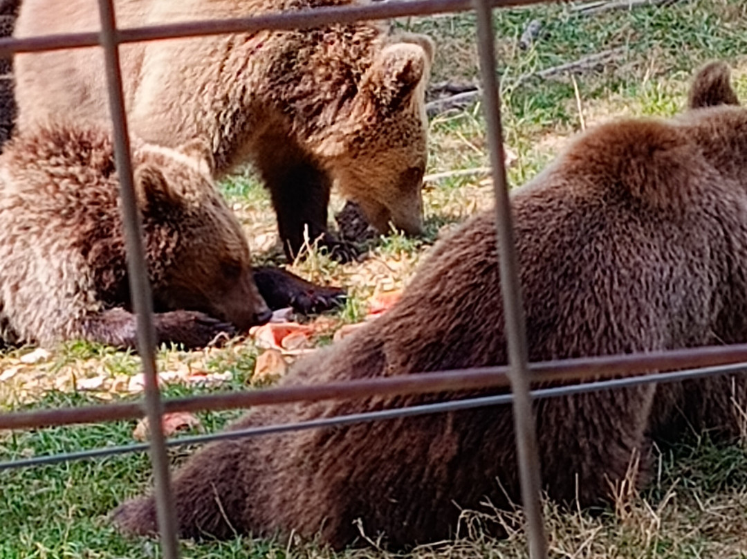 Libearty Bear Sanctuary Zarnesti-Zarnesti必去景点