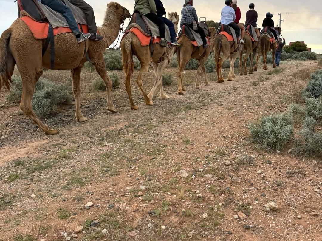 Silverton Outback Camels-Silverton必去景点