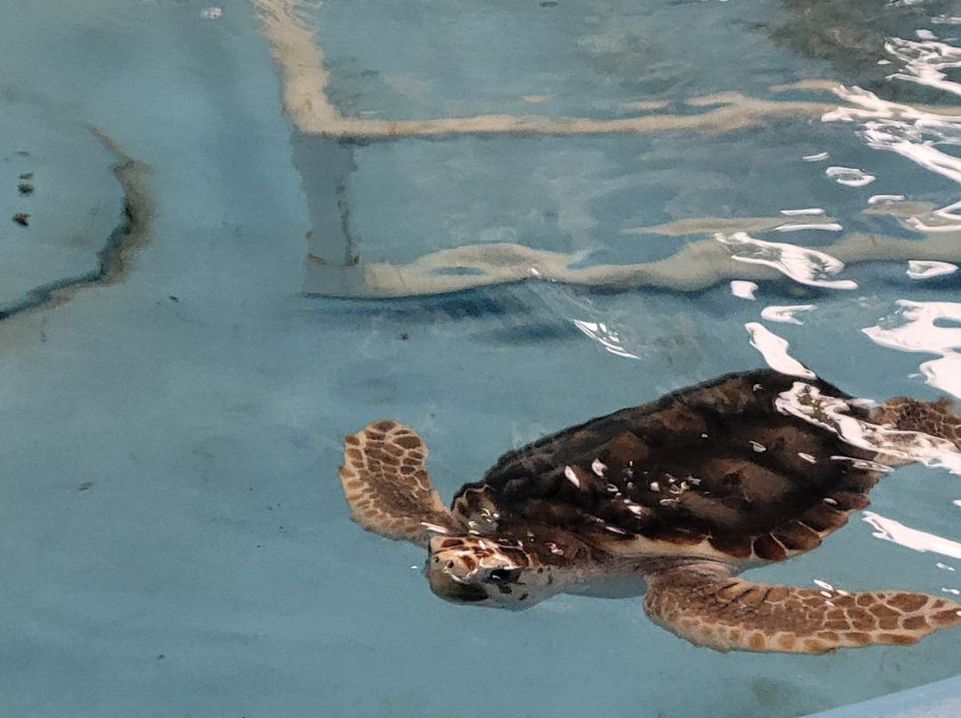 Georgia Sea Turtle Center-吉柯岛必去景点