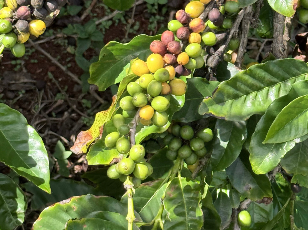 Kauai Coffee Company-卡拉西奥必去景点