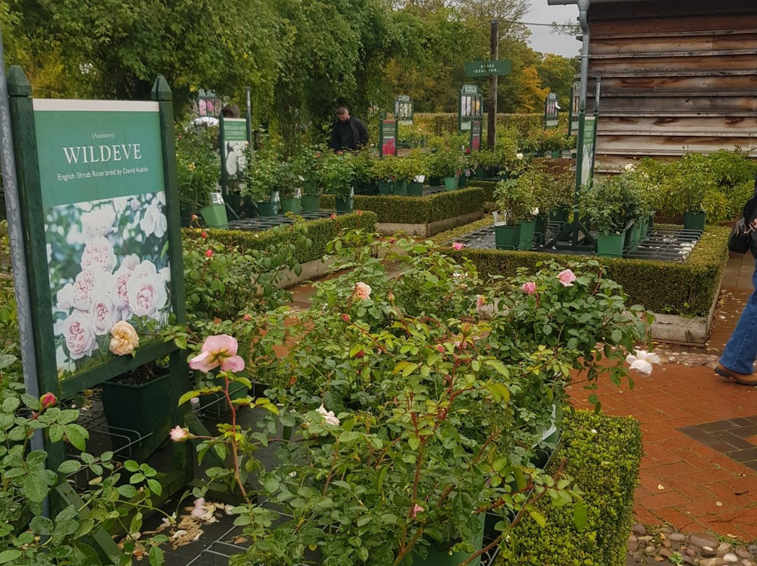 David Austin Roses