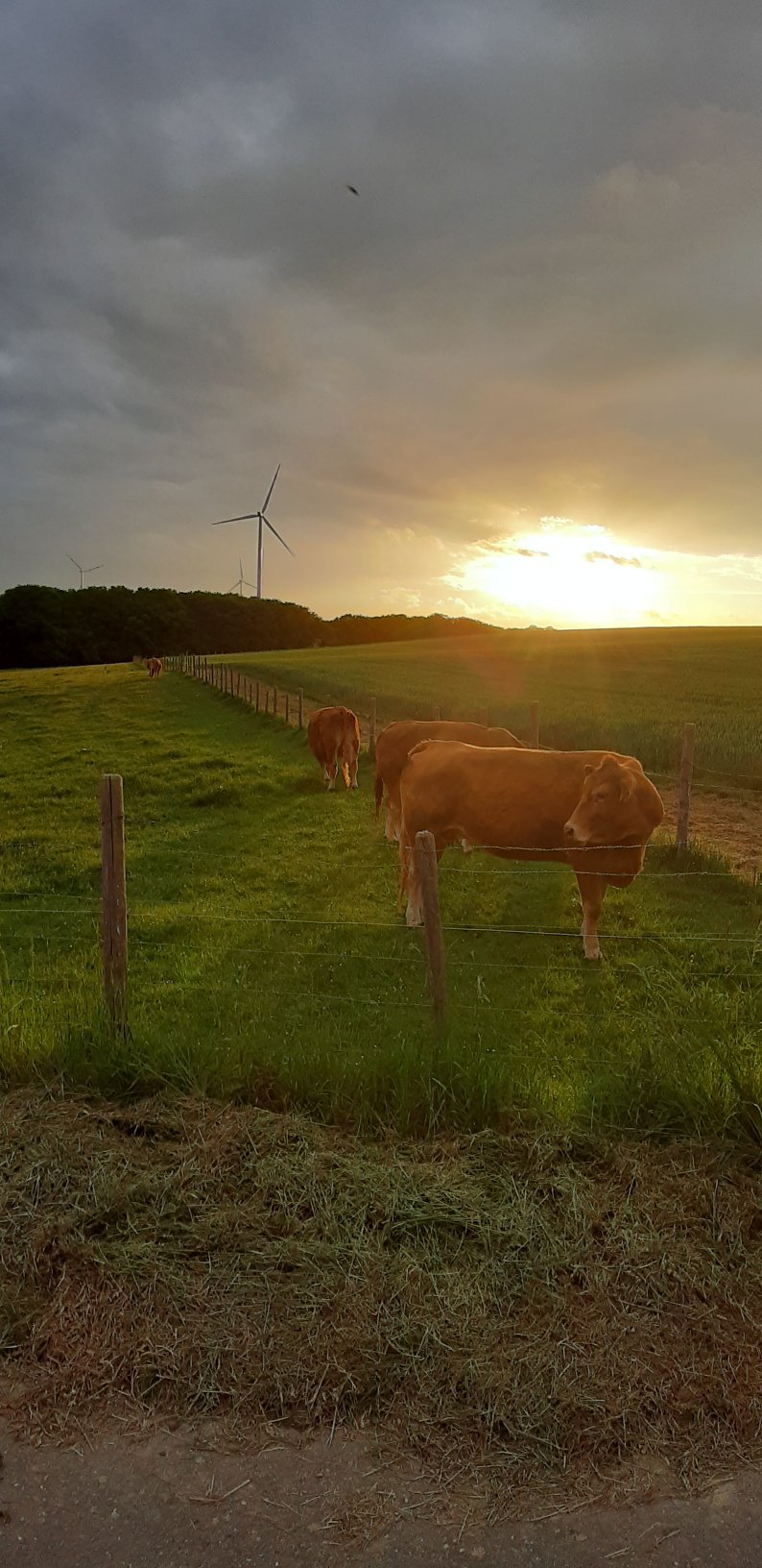 Landgasthof Gesellschaftsmuehle-官方