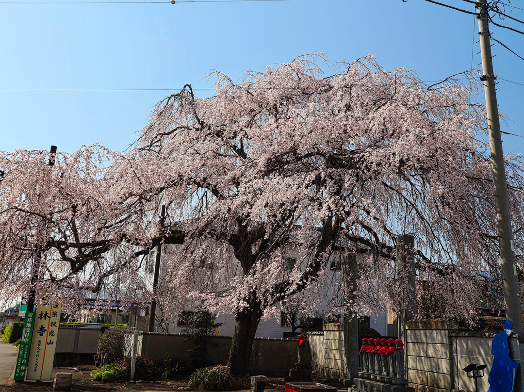 Hoonzan Tairin-ji Temple-小山市必去景点