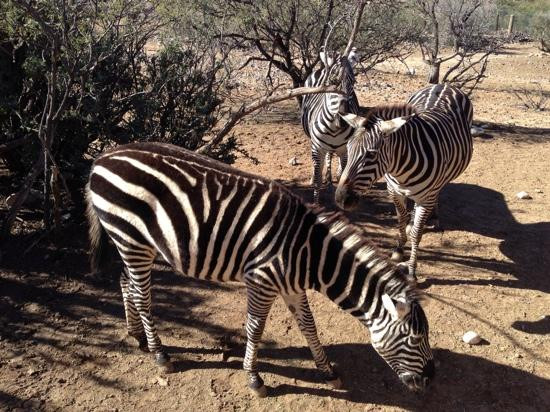 Out Of Africa Wildlife Park