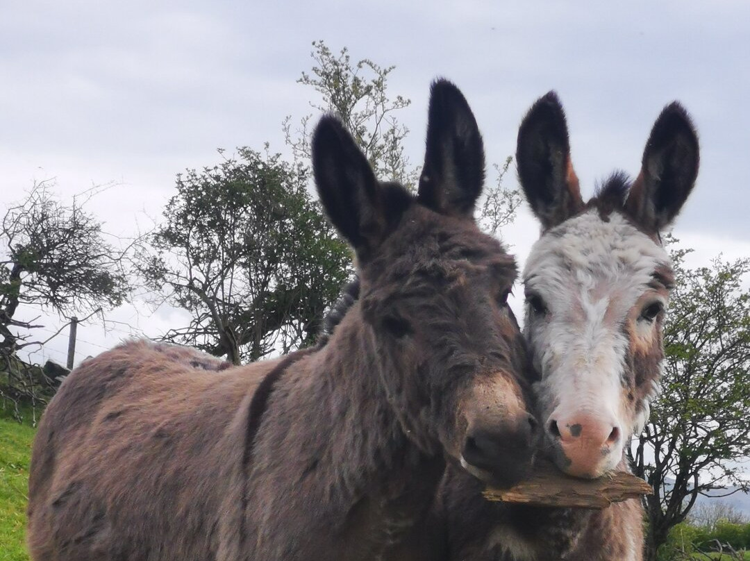 Kinedale Donkeys景点图片