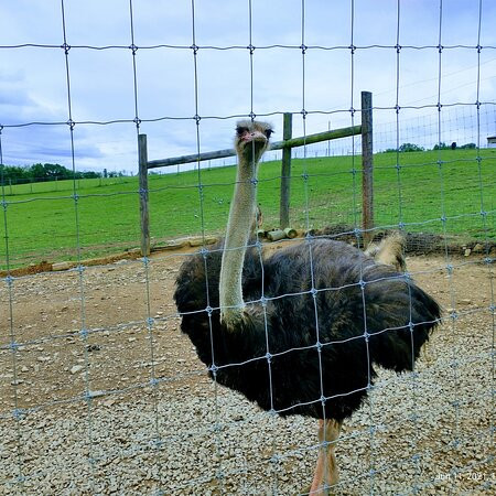 Critter Country Exotic Animals景点图片