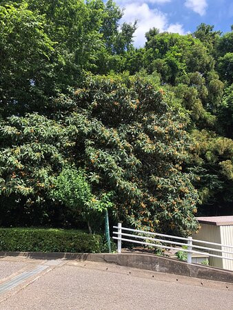 Catholic Toyoshiki Church-流山市必去景点