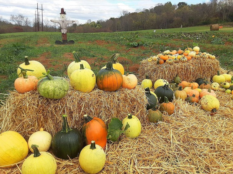 Paradise Acres Family Farm Park-约翰逊城必去景点