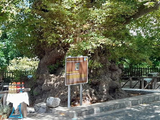 Platanus Tree-Krasi必去景点