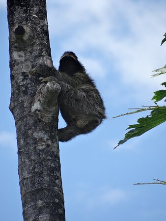 The Hummingbird主图