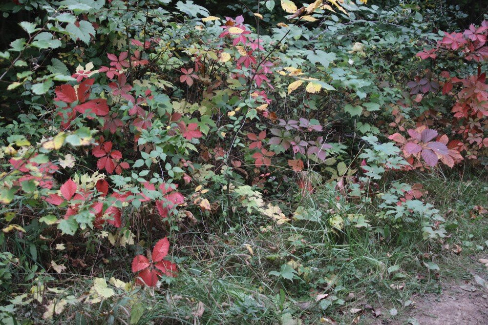 Siegerman Side Trail Loop景点图片