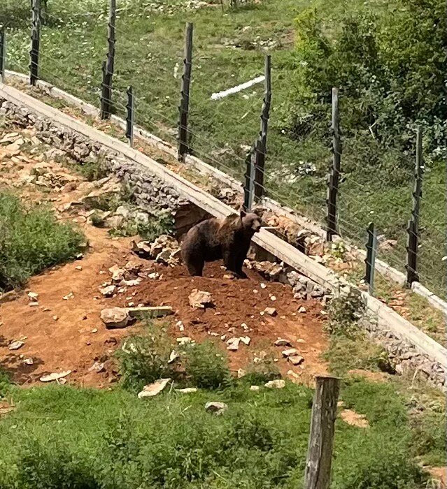 Bear Sanctuary景点图片