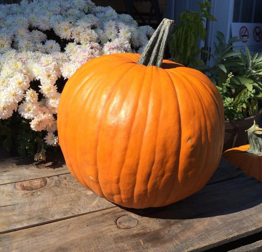 Vergers Rockburn Orchards-Hinchinbrooke必去景点