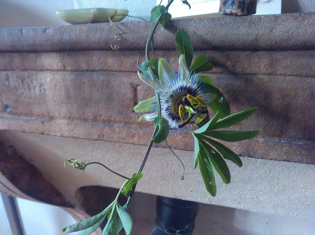 Poleymieux-au-Mont-d'Or旅游攻略图片