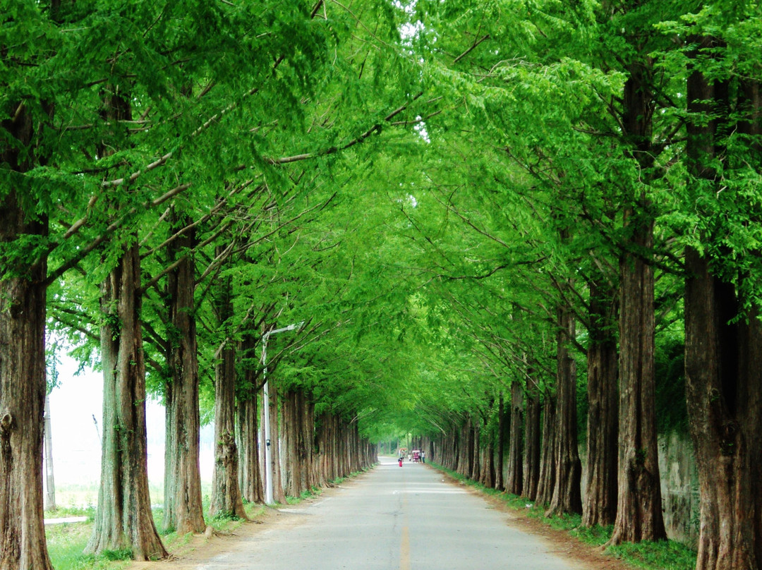 Damyang Metasequoia Road景点图片