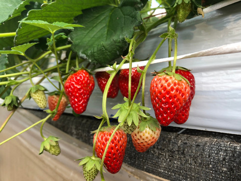 Yokoyama Farm-北本市必去景点