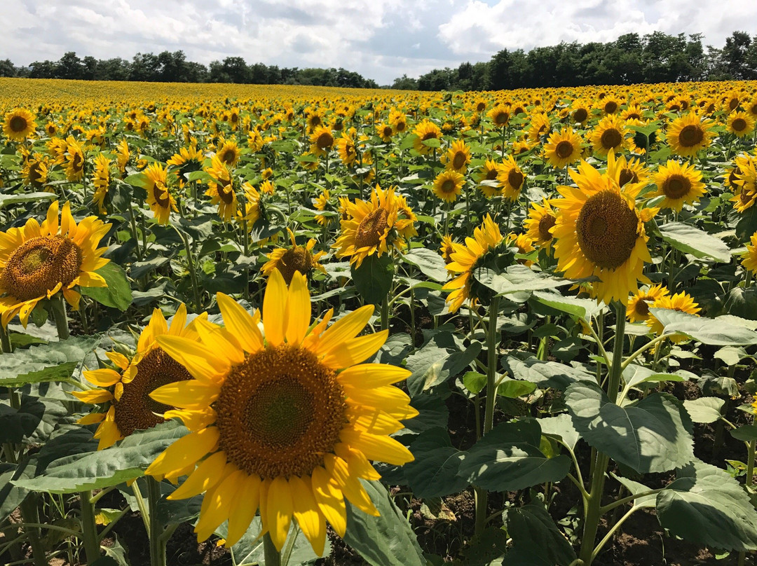 北龙町旅游景点-Sun Flower Park Hokuryu Onsen