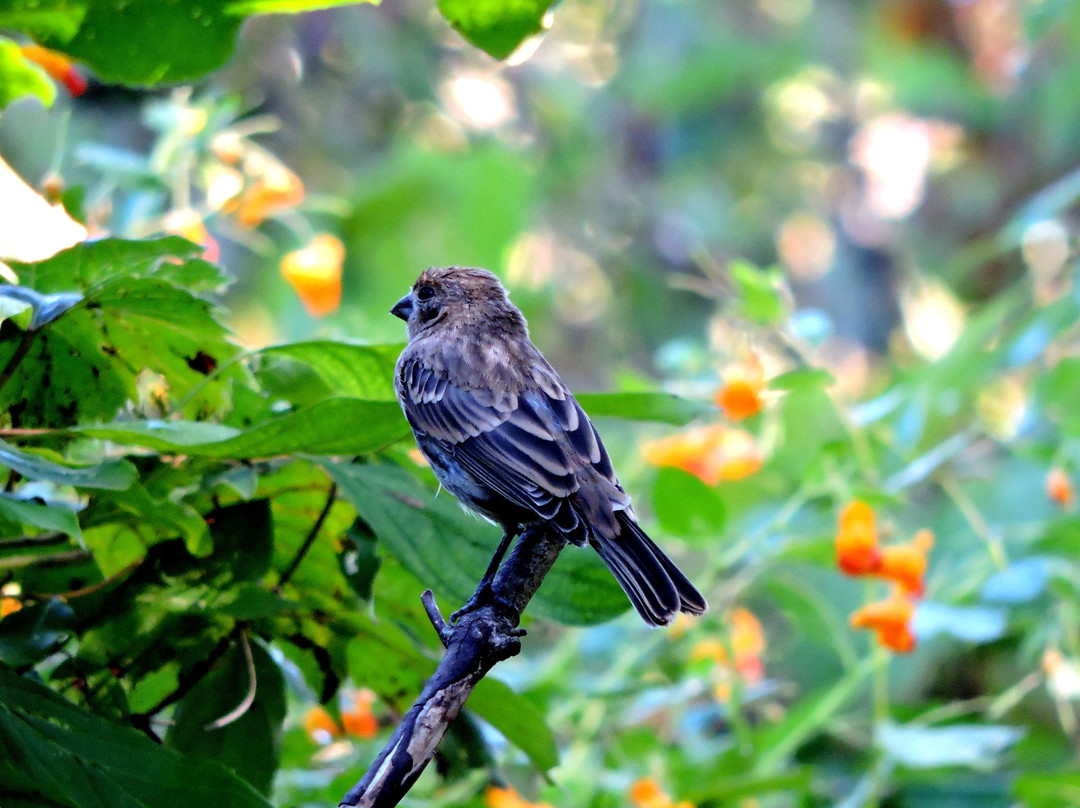 Long Point Bird Observatory景点图片