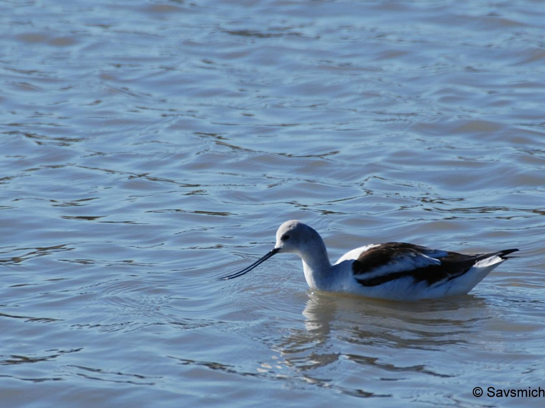 帕罗奥多旅游景点-帕罗奥图海湾湿地自然保护区