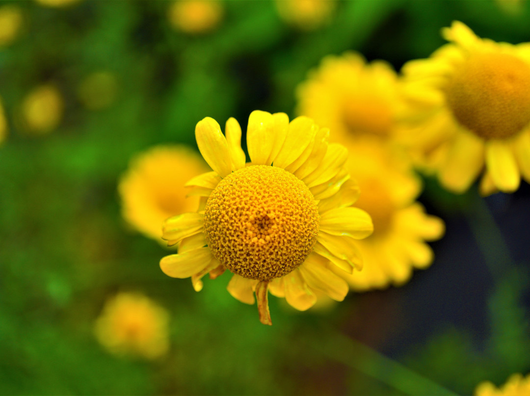 Tout Le Monde (トゥールモンド）