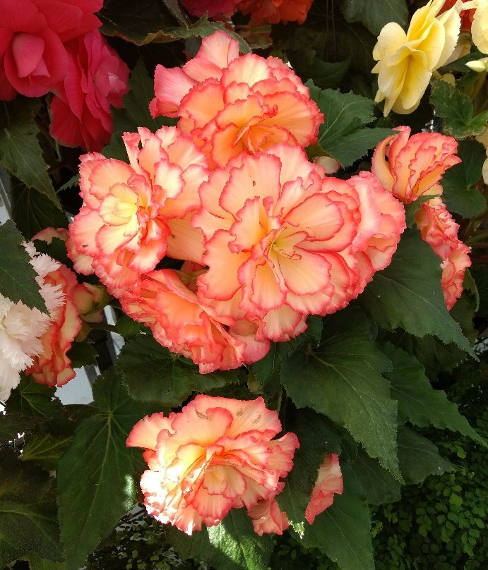 Lake Wendouree-巴拉瑞特必去景点