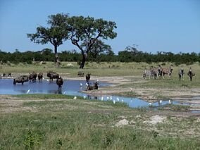 Africabig5safaris, Tours and Adventures景点图片