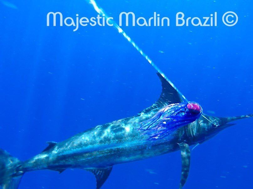 Majestic Marlin Brazil-Canavieiras必去景点