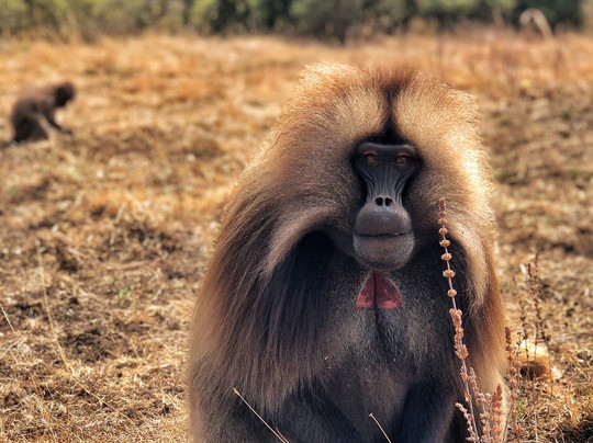 Hike in Ethiopia tours-贡德尔必去景点