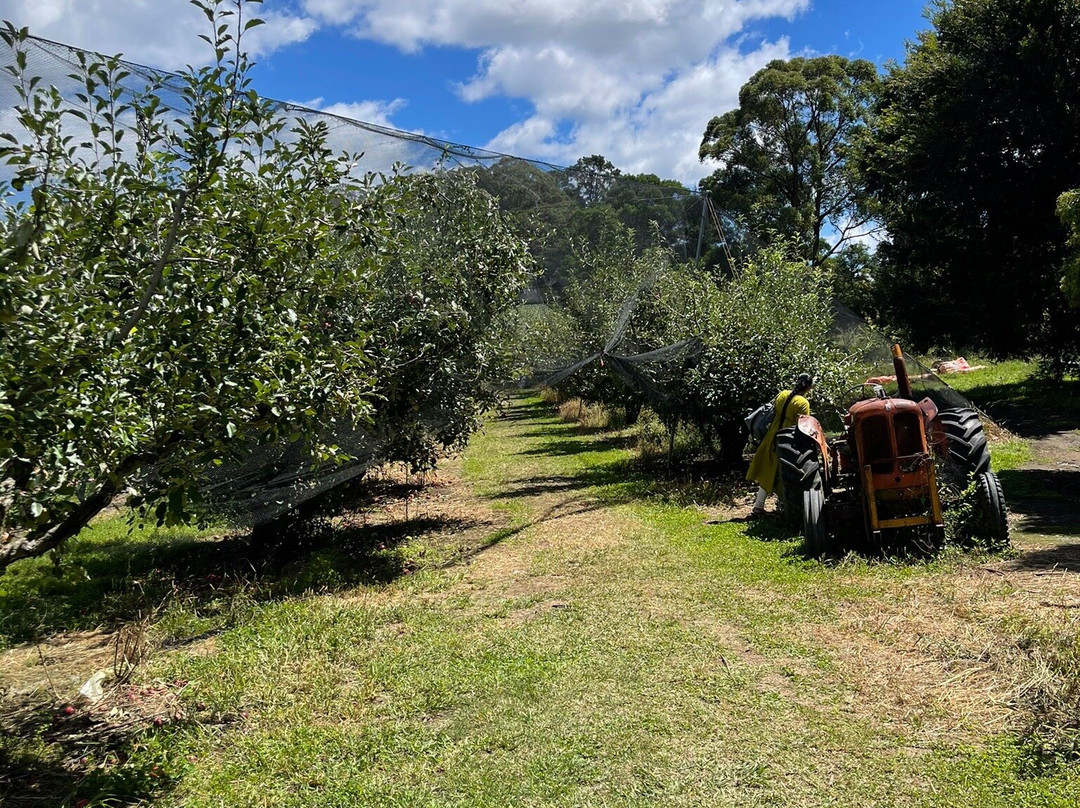 Pine Crest Orchard景点图片