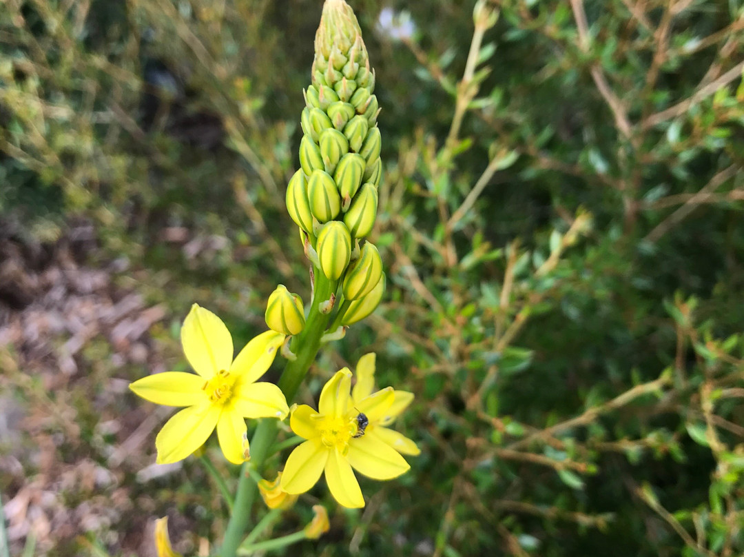 Deloraine Apex Train Park-德洛兰恩必去景点